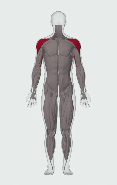 Single-Arm Kettlebell Para Press: the muscles it trains, from the front. Primary — Anterior Deltoid, Lateral Deltoid and Posterior Deltoid. Also worked — Long Head, Lateral Head and Medial Head.