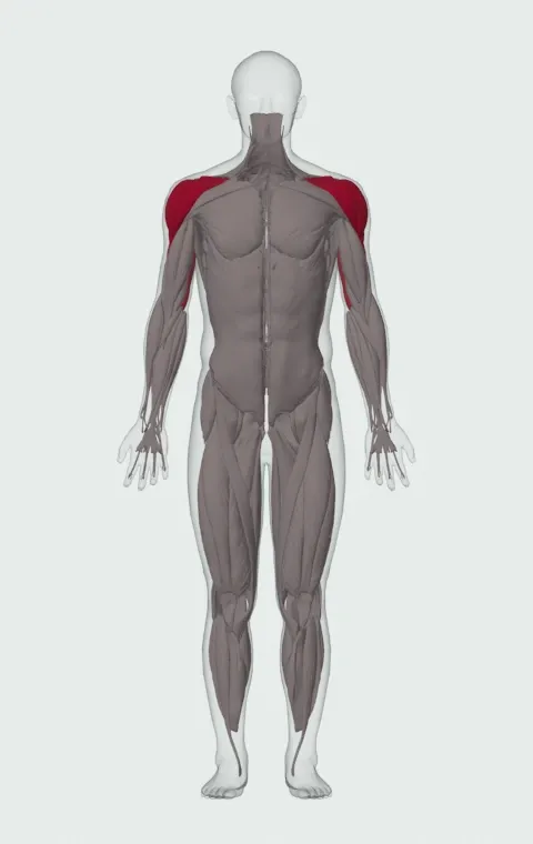 Single-Arm Kettlebell Press to the Side: the muscles it trains, from the front. Primary — Anterior Deltoid, Lateral Deltoid and Posterior Deltoid. Also worked — Long Head, Lateral Head and Medial Head.