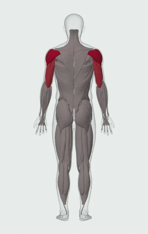 Single-Arm Kettlebell Press to the Side: the muscles it trains, from behind. Primary — Anterior Deltoid, Lateral Deltoid and Posterior Deltoid. Also worked — Long Head, Lateral Head and Medial Head.