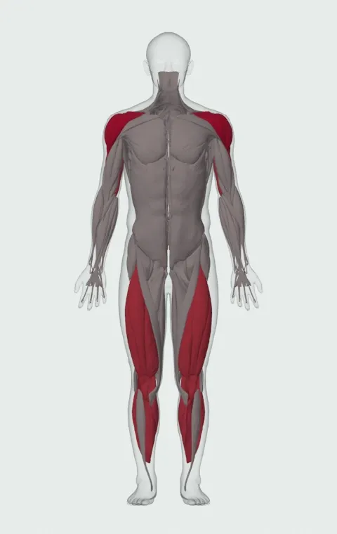 Single-Arm Kettlebell Push Press: the muscles it trains, from the front. Primary — Anterior Deltoid, Lateral Deltoid and Posterior Deltoid. Also worked — Gastrocnemius, Soleus, Rectus Femoris, Vastus Lateralis and 5 more.