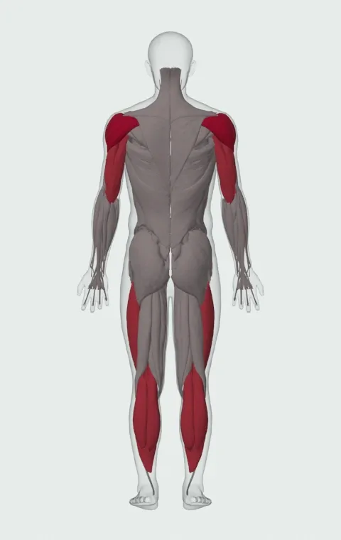 Single-Arm Kettlebell Push Press: the muscles it trains, from behind. Primary — Anterior Deltoid, Lateral Deltoid and Posterior Deltoid. Also worked — Gastrocnemius, Soleus, Rectus Femoris, Vastus Lateralis and 5 more.