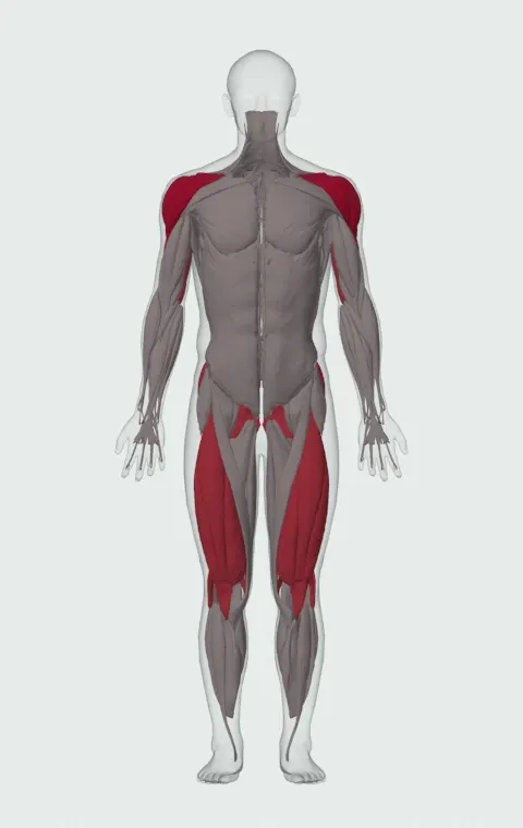 Single-Arm Kettlebell Split Jerk: the muscles it trains, from the front. Primary — Anterior Deltoid, Lateral Deltoid and Posterior Deltoid. Also worked — Gluteus Maximus, Gluteus Medius, Gluteus Minimus, Biceps Femoris (Long Head) and 10 more.