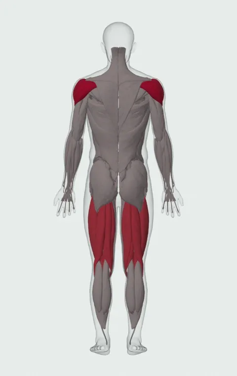 Single-Arm Kettlebell Split Snatch: the muscles it trains, from behind. Primary — Anterior Deltoid, Lateral Deltoid and Posterior Deltoid. Also worked — Biceps Femoris (Long Head), Biceps Femoris (Short Head), Semitendinosus, Semimembranosus and 4 more.