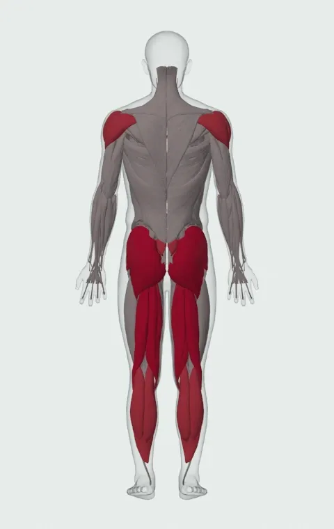 Single-Arm Kettlebell Swing: the muscles it trains, from behind. Primary — Biceps Femoris (Long Head), Biceps Femoris (Short Head), Semitendinosus, Semimembranosus and 3 more. Also worked — Gastrocnemius, Soleus, Erector Spinae, Anterior Deltoid and 2 more.
