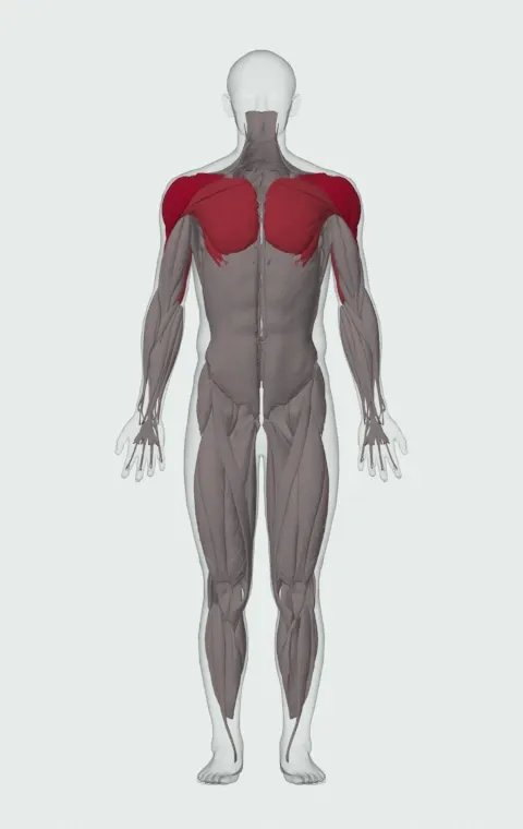 Single-Arm Landmine Jammer Press: the muscles it trains, from the front. Primary — Anterior Deltoid, Lateral Deltoid and Posterior Deltoid. Also worked — Clavicular Head, Sternocostal Head, Abdominal Head, Long Head and 2 more.