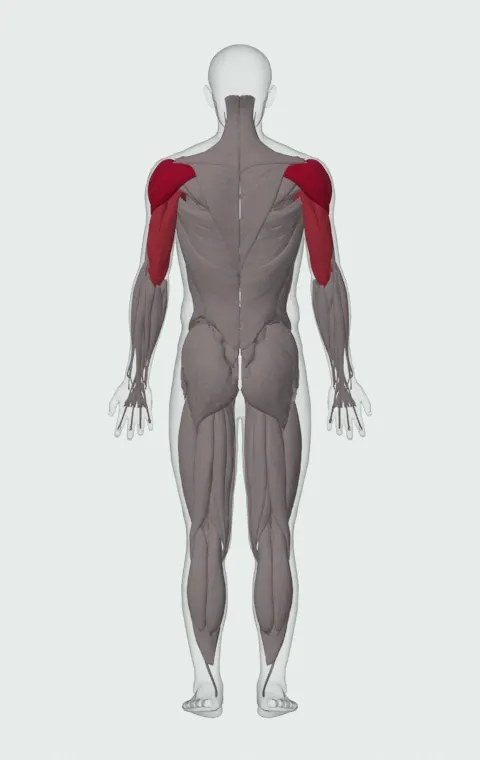 Single-Arm Landmine Jammer Press: the muscles it trains, from behind. Primary — Anterior Deltoid, Lateral Deltoid and Posterior Deltoid. Also worked — Clavicular Head, Sternocostal Head, Abdominal Head, Long Head and 2 more.