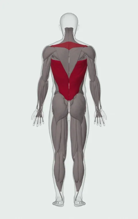 Single-Arm Lat Pulldown: the muscles it trains, from behind. Primary — Latissimus Dorsi. Also worked — Long Head, Short Head, Rhomboid Major, Rhomboid Minor and 1 more.