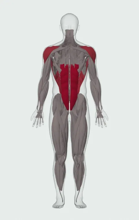 Single-Arm Medicine Ball Slam: the muscles it trains, from the front. Primary — Rectus Abdominis. Also worked — Latissimus Dorsi, Anterior Deltoid, Lateral Deltoid and Posterior Deltoid.