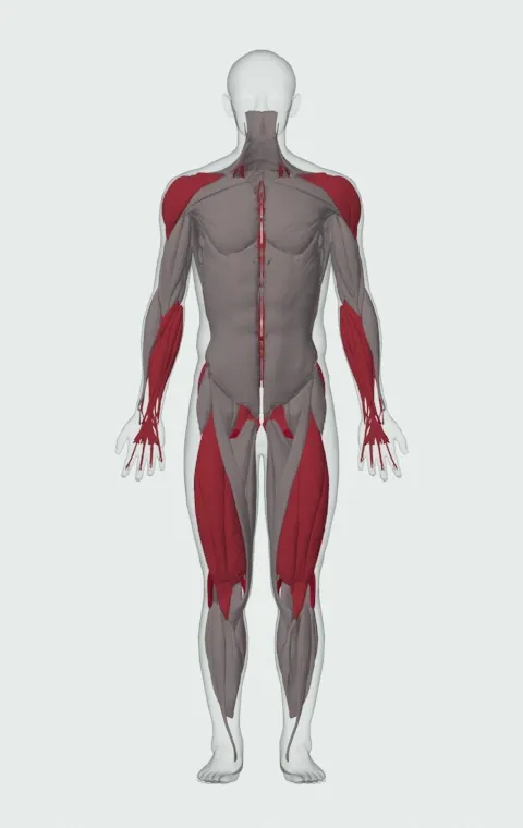 Single-Arm Open-Palm Kettlebell Clean: the muscles it trains, from the front. Primary — Biceps Femoris (Long Head), Biceps Femoris (Short Head), Semitendinosus and Semimembranosus. Also worked — Forearm Flexors, Forearm Extensors, Gluteus Maximus, Gluteus Medius and 9 more.