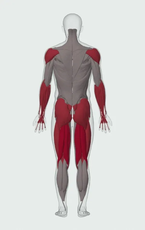 Single-Arm Open-Palm Kettlebell Clean: the muscles it trains, from behind. Primary — Biceps Femoris (Long Head), Biceps Femoris (Short Head), Semitendinosus and Semimembranosus. Also worked — Forearm Flexors, Forearm Extensors, Gluteus Maximus, Gluteus Medius and 9 more.
