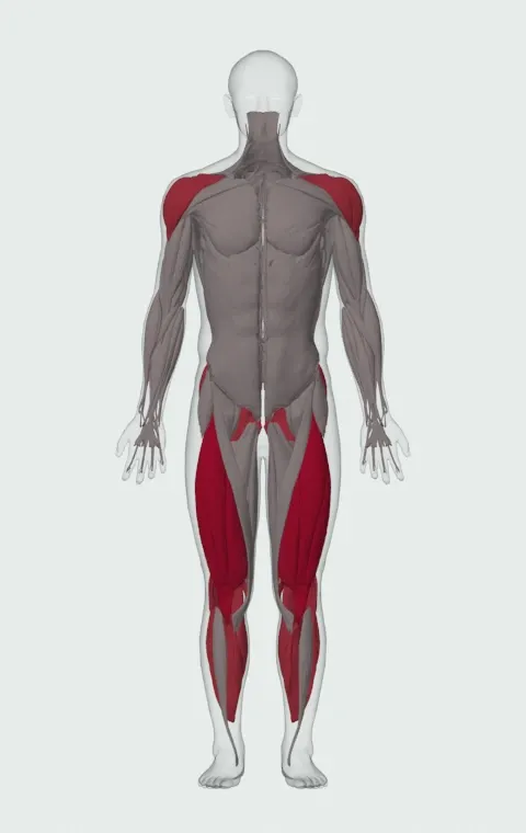 Single-Arm Overhead Kettlebell Squat: the muscles it trains, from the front. Primary — Rectus Femoris, Vastus Lateralis, Vastus Medialis and Vastus Intermedius. Also worked — Gastrocnemius, Soleus, Gluteus Maximus, Gluteus Medius and 8 more.