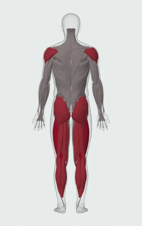 Single-Arm Overhead Kettlebell Squat: the muscles it trains, from behind. Primary — Rectus Femoris, Vastus Lateralis, Vastus Medialis and Vastus Intermedius. Also worked — Gastrocnemius, Soleus, Gluteus Maximus, Gluteus Medius and 8 more.