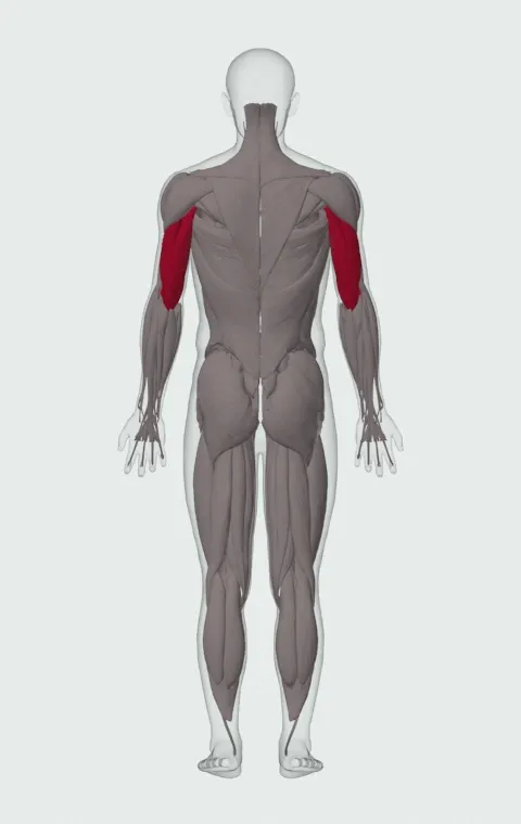 Single-Arm Pronated Dumbbell Triceps Extension: the muscles it trains, from behind. Primary — Long Head, Lateral Head and Medial Head.