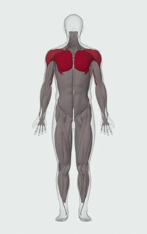 Single-Arm Push-Up: the muscles it trains, from the front. Primary — Clavicular Head, Sternocostal Head and Abdominal Head. Also worked — Anterior Deltoid, Lateral Deltoid, Posterior Deltoid, Long Head and 2 more.