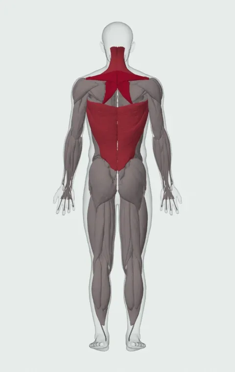 Single-Arm Seated Cable Row: the muscles it trains, from behind. Primary — Rhomboid Major, Rhomboid Minor and Middle Trapezius. Also worked — Long Head, Short Head, Latissimus Dorsi, Upper Trapezius and 1 more. Lower Trapezius is lifted away in this view to show what lies beneath.