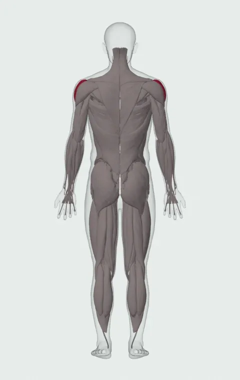 Single-Arm Side Lateral Raise: the muscles it trains, from behind. Primary — Lateral Deltoid.