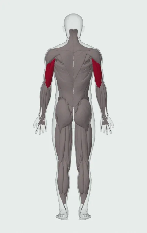 Single-Arm Supinated Dumbbell Triceps Extension: the muscles it trains, from behind. Primary — Long Head, Lateral Head and Medial Head.