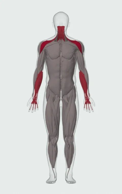Single-Dumbbell Front Raise: the muscles it trains, from the front. Primary — Anterior Deltoid. Also worked — Forearm Flexors, Forearm Extensors, Upper Trapezius, Middle Trapezius and 1 more.