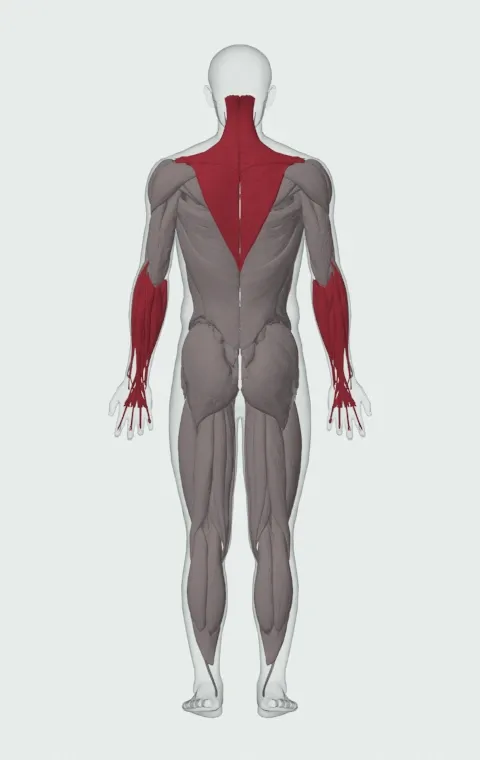 Single-Dumbbell Front Raise: the muscles it trains, from behind. Primary — Anterior Deltoid. Also worked — Forearm Flexors, Forearm Extensors, Upper Trapezius, Middle Trapezius and 1 more.