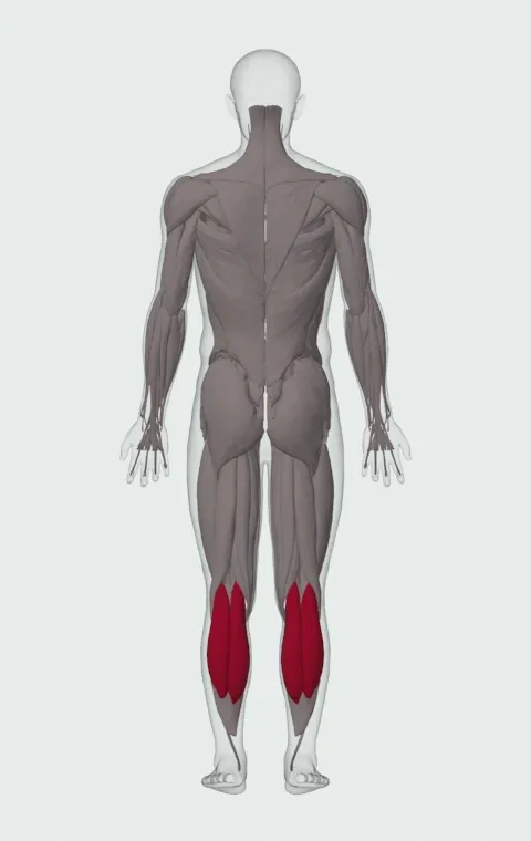 Single-Leg Dumbbell Calf Raise: the muscles it trains, from behind. Primary — Gastrocnemius.