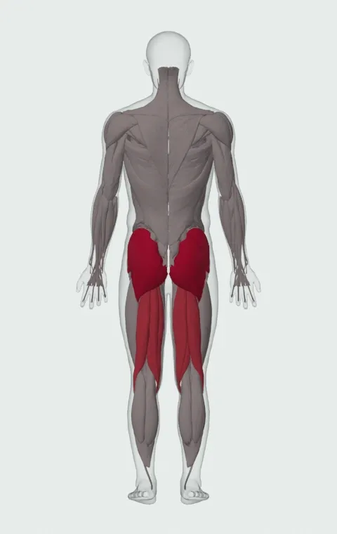 Single-Leg Glute Bridge: the muscles it trains, from behind. Primary — Gluteus Maximus, Gluteus Medius and Gluteus Minimus. Also worked — Biceps Femoris (Long Head), Biceps Femoris (Short Head), Semitendinosus and Semimembranosus.