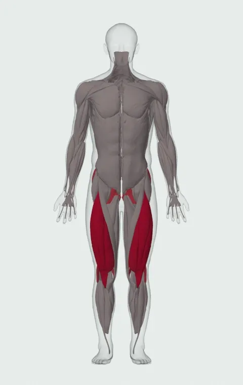 Single-Leg High Box Squat: the muscles it trains, from the front. Primary — Rectus Femoris, Vastus Lateralis, Vastus Medialis and Vastus Intermedius. Also worked — Gluteus Maximus, Gluteus Medius, Gluteus Minimus, Biceps Femoris (Long Head) and 3 more.