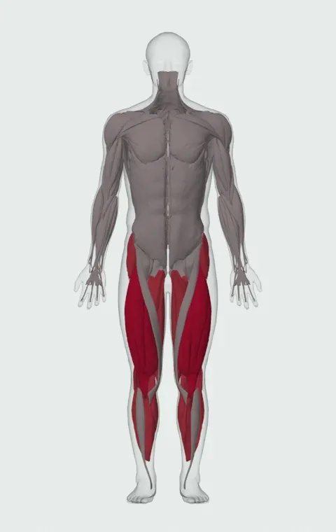 Single-Leg Lateral Hop: the muscles it trains, from the front. Primary — Rectus Femoris, Vastus Lateralis, Vastus Medialis and Vastus Intermedius. Also worked — Gluteus Medius, Gluteus Minimus, Tensor Fasciae Latae, Adductor Magnus and 9 more.