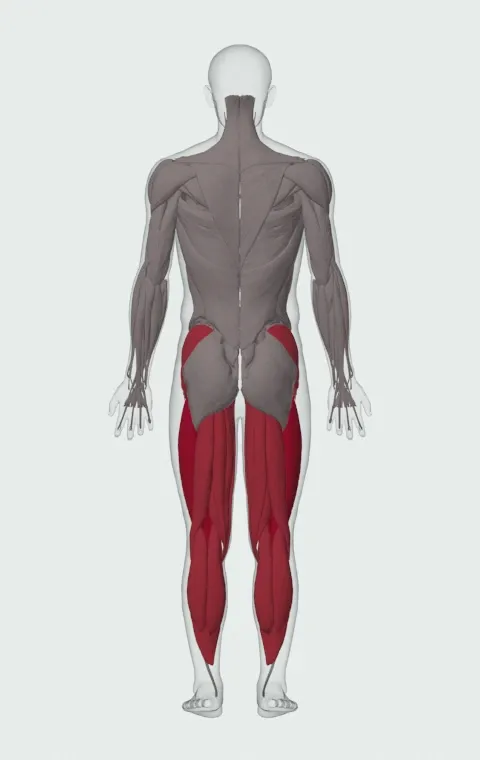 Single-Leg Lateral Hop: the muscles it trains, from behind. Primary — Rectus Femoris, Vastus Lateralis, Vastus Medialis and Vastus Intermedius. Also worked — Gluteus Medius, Gluteus Minimus, Tensor Fasciae Latae, Adductor Magnus and 9 more.