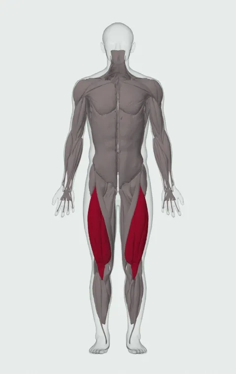 Single-Leg Leg Extension: the muscles it trains, from the front. Primary — Rectus Femoris, Vastus Lateralis, Vastus Medialis and Vastus Intermedius.