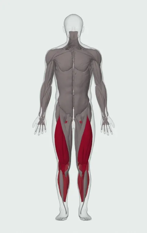 Single Leg Push-off: the muscles it trains, from the front. Primary — Rectus Femoris, Vastus Lateralis, Vastus Medialis and Vastus Intermedius. Also worked — Gastrocnemius, Soleus, Biceps Femoris (Long Head), Biceps Femoris (Short Head) and 2 more.