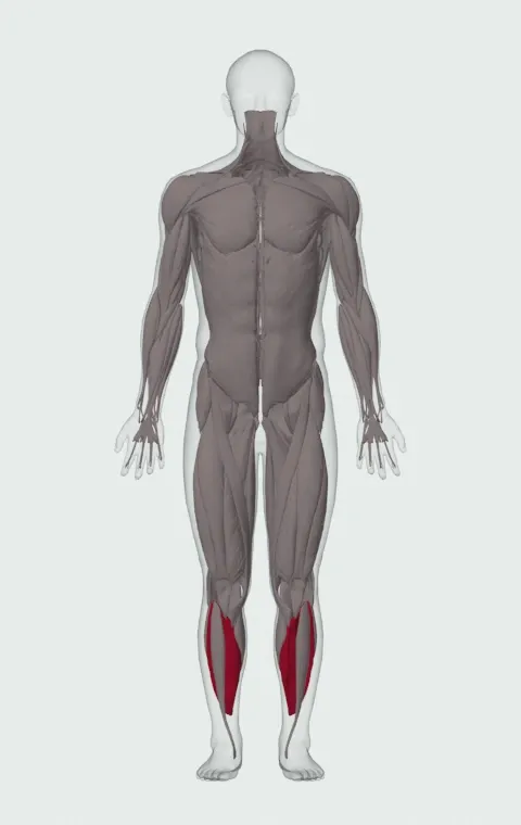 Single-Leg Seated Calf Raise: the muscles it trains, from the front. Primary — Soleus.