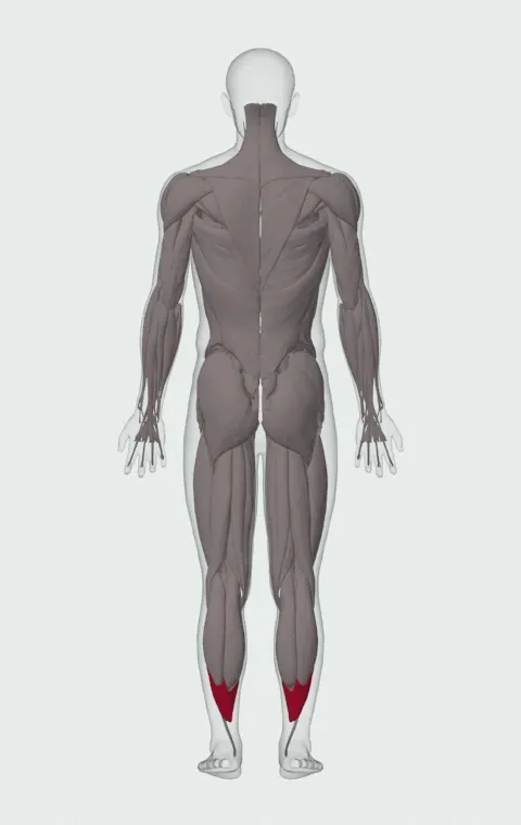 Single-Leg Seated Calf Raise: the muscles it trains, from behind. Primary — Soleus.