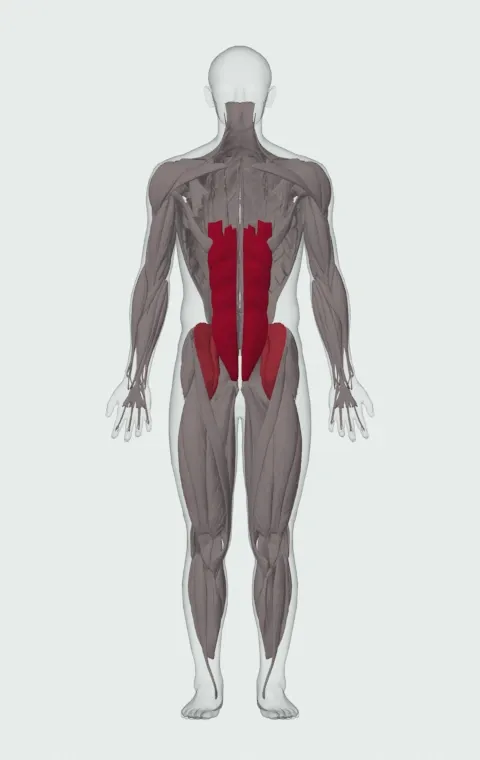 Sit-Up: the muscles it trains, from the front. Primary — Rectus Abdominis. Also worked — Iliopsoas.