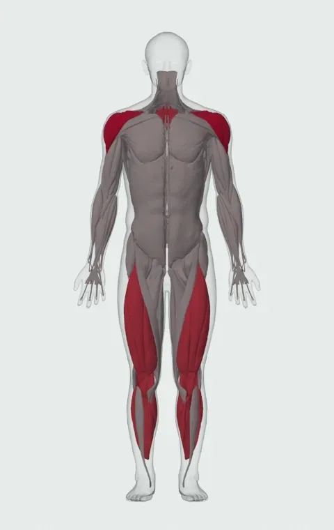 Sled Overhead Backward Walk: the muscles it trains, from the front. Primary — Anterior Deltoid, Lateral Deltoid and Posterior Deltoid. Also worked — Gastrocnemius, Soleus, Rhomboid Major, Rhomboid Minor and 5 more.