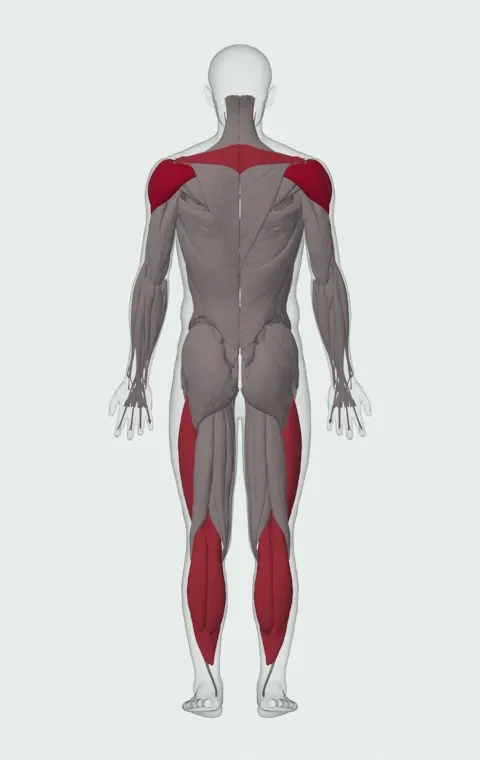 Sled Overhead Backward Walk: the muscles it trains, from behind. Primary — Anterior Deltoid, Lateral Deltoid and Posterior Deltoid. Also worked — Gastrocnemius, Soleus, Rhomboid Major, Rhomboid Minor and 5 more.