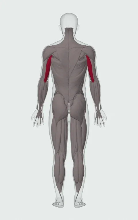 Sled Overhead Triceps Extension: the muscles it trains, from behind. Primary — Long Head.