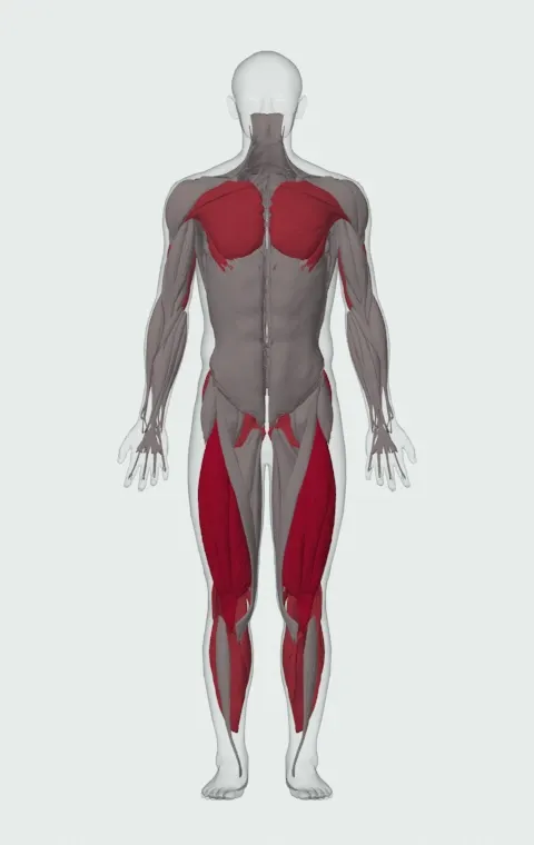Sled Push: the muscles it trains, from the front. Primary — Rectus Femoris, Vastus Lateralis, Vastus Medialis and Vastus Intermedius. Also worked — Gastrocnemius, Soleus, Clavicular Head, Sternocostal Head and 11 more.
