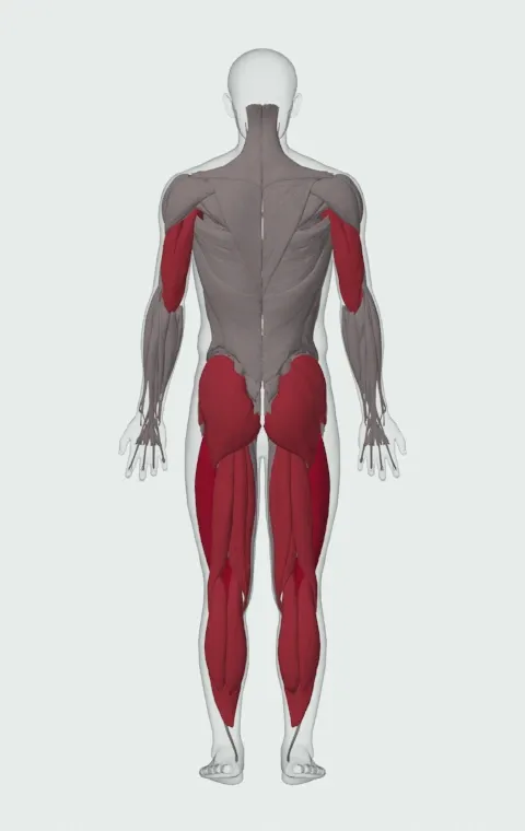 Sled Push: the muscles it trains, from behind. Primary — Rectus Femoris, Vastus Lateralis, Vastus Medialis and Vastus Intermedius. Also worked — Gastrocnemius, Soleus, Clavicular Head, Sternocostal Head and 11 more.