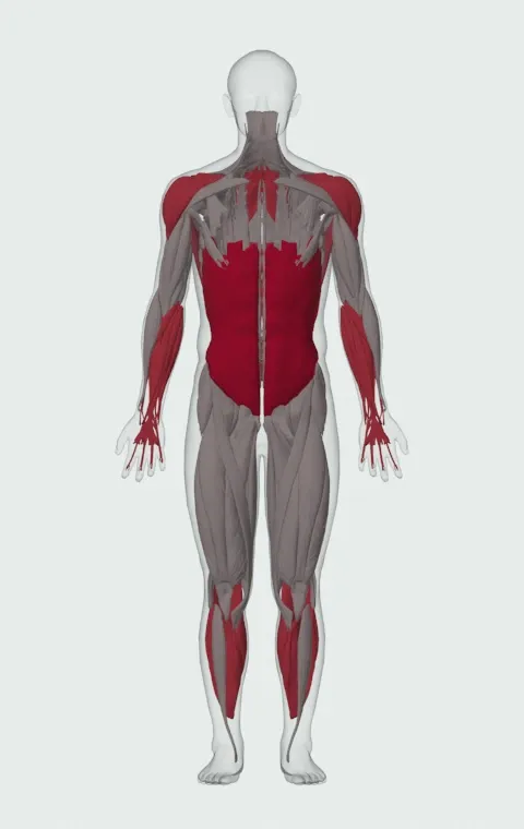 Sledgehammer Swing: the muscles it trains, from the front. Primary — Rectus Abdominis, External Oblique and Internal Oblique. Also worked — Gastrocnemius, Soleus, Forearm Flexors, Forearm Extensors and 7 more.