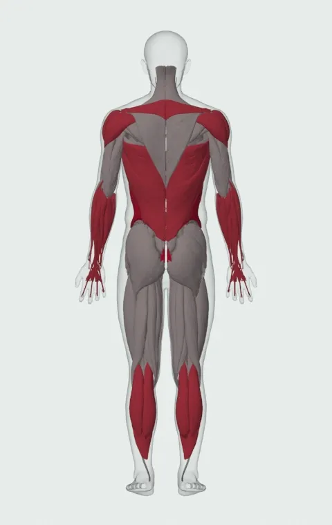 Sledgehammer Swing: the muscles it trains, from behind. Primary — Rectus Abdominis, External Oblique and Internal Oblique. Also worked — Gastrocnemius, Soleus, Forearm Flexors, Forearm Extensors and 7 more.