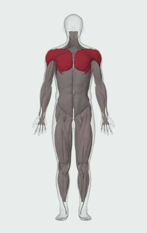 Smith Incline Shoulder Raise: the muscles it trains, from the front. Primary — Serratus Anterior. Also worked — Clavicular Head, Sternocostal Head, Abdominal Head, Anterior Deltoid and 2 more.