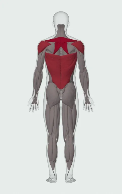 Smith Machine Bent-Over Row: the muscles it trains, from behind. Primary — Rhomboid Major, Rhomboid Minor and Middle Trapezius. Also worked — Long Head, Short Head, Latissimus Dorsi, Anterior Deltoid and 2 more.