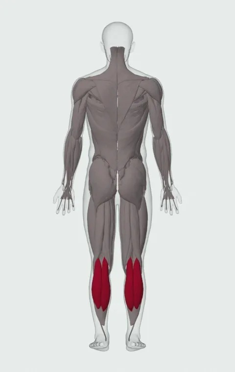 Smith Machine Calf Raise: the muscles it trains, from behind. Primary — Gastrocnemius.