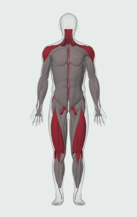 Smith Machine Hang Power Clean: the muscles it trains, from the front. Primary — Biceps Femoris (Long Head), Biceps Femoris (Short Head), Semitendinosus and Semimembranosus. Also worked — Gluteus Maximus, Gluteus Medius, Gluteus Minimus, Erector Spinae and 10 more.