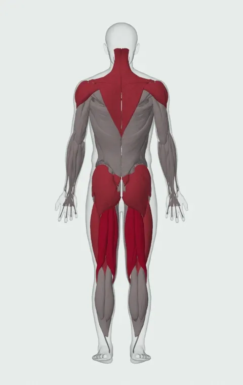 Smith Machine Hang Power Clean: the muscles it trains, from behind. Primary — Biceps Femoris (Long Head), Biceps Femoris (Short Head), Semitendinosus and Semimembranosus. Also worked — Gluteus Maximus, Gluteus Medius, Gluteus Minimus, Erector Spinae and 10 more.