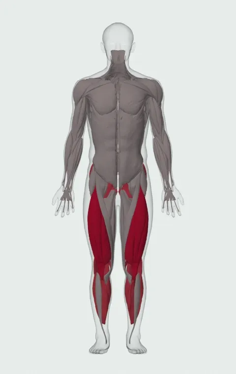 Smith Machine Leg Press: the muscles it trains, from the front. Primary — Rectus Femoris, Vastus Lateralis, Vastus Medialis and Vastus Intermedius. Also worked — Gastrocnemius, Soleus, Gluteus Maximus, Gluteus Medius and 5 more.