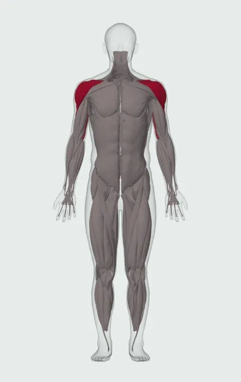 Smith Machine Overhead Shoulder Press: the muscles it trains, from the front. Primary — Anterior Deltoid, Lateral Deltoid and Posterior Deltoid. Also worked — Long Head, Lateral Head and Medial Head.