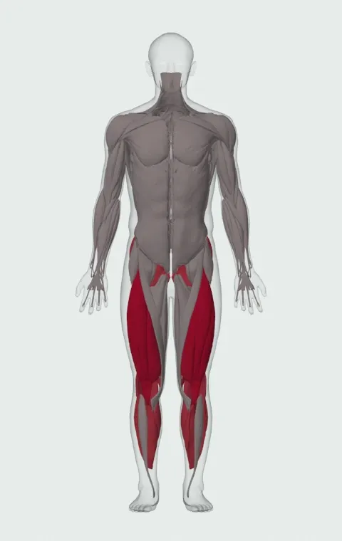 Smith Machine Pistol Squat: the muscles it trains, from the front. Primary — Rectus Femoris, Vastus Lateralis, Vastus Medialis and Vastus Intermedius. Also worked — Gastrocnemius, Soleus, Gluteus Maximus, Gluteus Medius and 5 more.