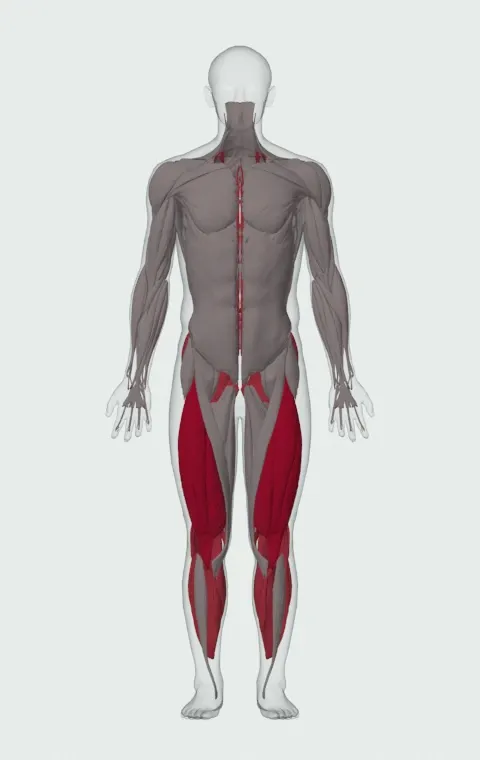 Smith Machine Squat: the muscles it trains, from the front. Primary — Rectus Femoris, Vastus Lateralis, Vastus Medialis and Vastus Intermedius. Also worked — Gastrocnemius, Soleus, Gluteus Maximus, Gluteus Medius and 6 more.