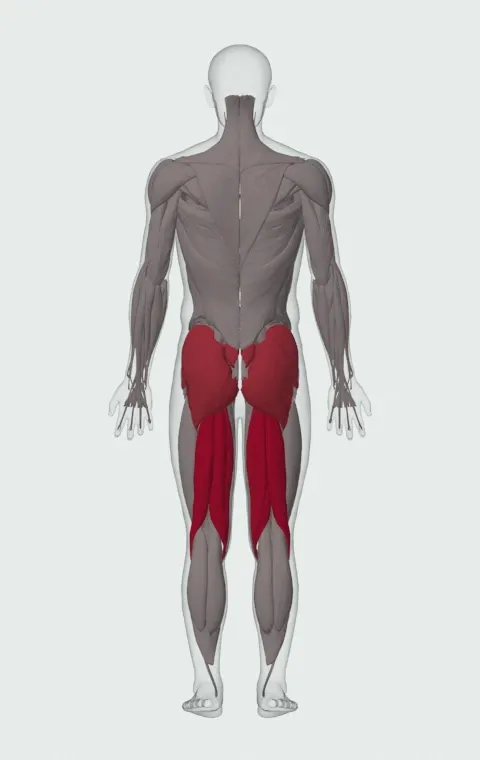 Smith Machine Stiff-Legged Deadlift: the muscles it trains, from behind. Primary — Biceps Femoris (Long Head), Biceps Femoris (Short Head), Semitendinosus and Semimembranosus. Also worked — Gluteus Maximus, Gluteus Medius, Gluteus Minimus and Erector Spinae.